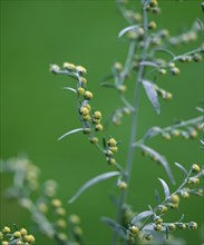 Wormwood (Artemisia absinthum)