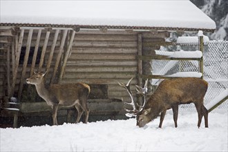 Red (Cervus elaphus) Deers in winter at feeding station, Baden-Wurttemberg, Germany, Europe