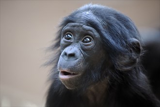 Bonobo (Pan paniscus), juvenile, pygmy chimpanzee