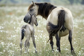 Horses, mare with foal