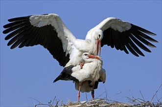 White storks (Ciconia ciconia), pair, copulating, Germany, Europe