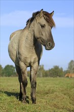 Dülmen wild horse, Merfelder Bruch, Dülmen, North Rhine-Westphalia, Germany, Europe