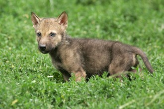 Wolf, cub (Canis lupus), side