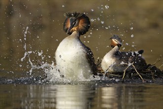 Great Crested Grebes (Podiceps cristatus), pair, courtship display, Lower Saxony, Germany, Europe