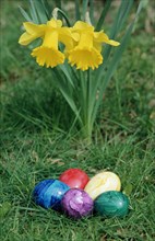 Daffodil (Narcissus) and Easter Eggs