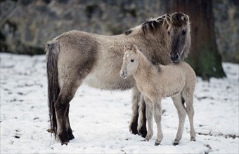 Tarp mare with foal, backbreeding, snow