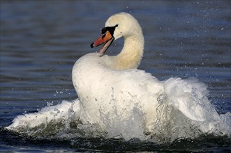 Mute swan (cygnus olor), Germany, Europe