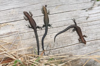 Young Common Lizards (Lacerta vivipara), Lower Saxony, Germany, Europe