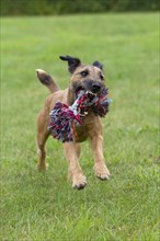 Westphalian Terrier with Toy, Play Rope, Tug Rope