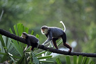 Red-thighed douc (Pygathrix nemaeus) with juvenile