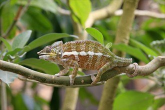 Chameleon, male (Calumma globifer), Madagascar, Africa