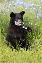 American black bear (Ursus americanus), young, 6 months