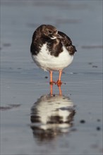 Turnstones, Arenaria interpres, Germany, Europe