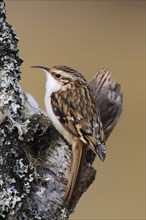 Eurasian Treecreeper ( Certhia familiaris) Scotland, Great Britain