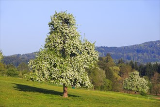 Pear tree in bloom ( Pyrus communis) , pear, pear tree, Switzerland, Europe