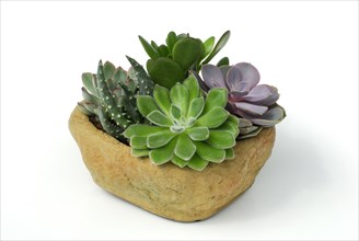 Various succulents in stone vessels