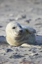 Grey seal, Dune Island Helgoland, Schleswig-Holstein, Germany, Europe