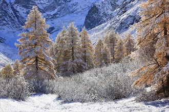 Arolla valley, fresh snow, European larch Valais Alps, Arolla, Valais, Switzerland, Europe