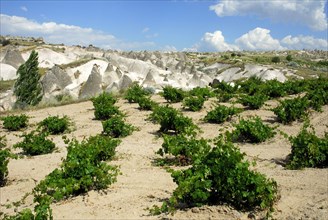 Vineyard, Nevesehir, Cappadocia, Turkey, Asia