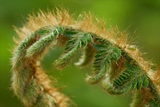 Japanese shield fern (Polystichum polyblepharum)