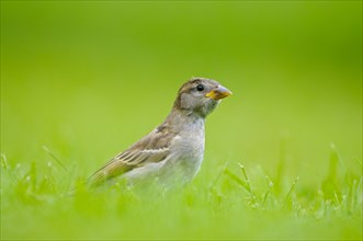 House sparrow, young bird, Island of Texel, North Holland, Netherlands