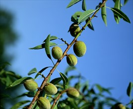 Almonds on tree (Prunus dulcis), almonds on tree, plants, plants (Rosaceae), landscape, horizontal,