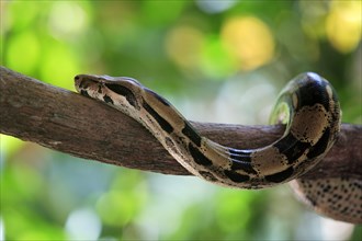 Red-tailed Boa (Boa constrictor constrictor) red-tailed boa, Venezuela, South America