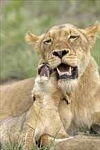 African Lions (Panthera leo), lioness with cub, Sabie Sand Game Reserve, South Africa, Africa