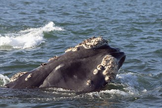 Southern Right Whale (Eubalaena australis), South Africa (Balaena glacialis australis)