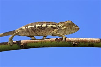 Young panther chameleon (Furcifer pardalis), female (Chamaeleo pardalis), page, Madagascar, Africa