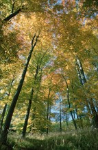 Beech forest in autumn (Fagus sylvatica), Hohe Meißner nature park Park, Hesse, Germany, Europe