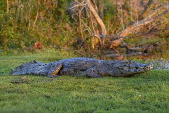 Yacare caiman (Caiman yacare), near Cambyretá, Esteros del Iberá, Corrientes Province, Argentina,