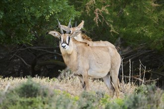 Sable antelope (Hippotragus niger) standing in the dessert, captive, distribution Africa