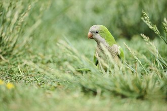 Monk parakeet (Myiopsitta monachus) wildlife on a meadow, Catalonia, Spain, Europe