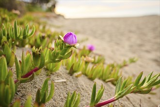 Hottentot-fig (Carpobrotus edulis) growing on a beach near Tarragona, Catalonia, Spain, Europe