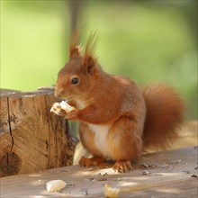 Eurasian red squirrel (Sciurus vulgaris), at a feeding place in the garden, animal portrait,