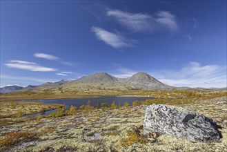 Silver birches and reindeer lichen on the tundra in autumn and the Stygghøin mountain range at