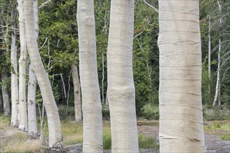 Row of exposed beech trees (Fagus sylvatica) tree trunks wrapped in burlap, jute as protection for