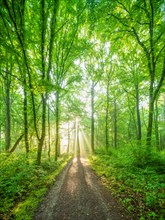 Hiking trail through natural deciduous forest of oaks and beeches in spring, fresh green, sun