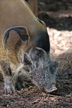 Red River Hog (Potamochoerus porcus pictus), male, red river hog, boar, bush pig, Cameroon