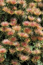 Tuffed Pincushion (Leucospermum), CapeTown, South Africa, Africa