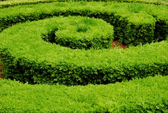 Common box-hedge, hedge, plants (Buxaceae), topiary