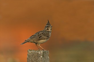 Crested Lark (Galerida cristata), Austria, Europe