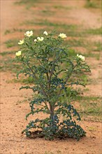 Yellow Horned Poppy, Sturt national park, New South Wales, Australia, Yellow Hornpoppy (Glaucium