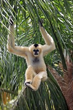 White-cheeked Gibbon, female (Hylobates concolor leucogenys)