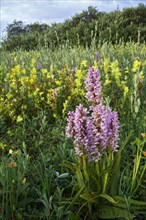 Spotted common spotted orchid (Dactylorhiza fuchsii) (Orchis fuchsii) in front of big rattlehead