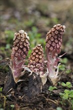 Butterbur (Petasites hybridus), Lower Saxony, Germany, Europe