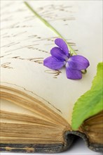 Scented violet on book with old manuscript, March violet, Wood violet (Viola odorata)