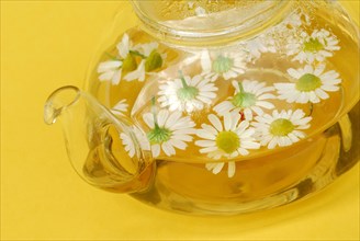 Pot with chamomile tea and chamomile flowers , German chamomile (Chamomilla recutita) (Matricaria