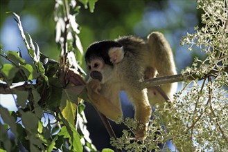 Common squirrel monkey (Saimiri sciureus)